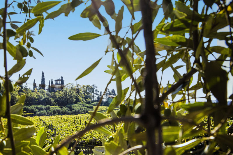 The surroundings views from the olive grove.