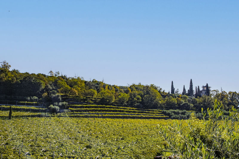 The surroundings views from the olive grove.